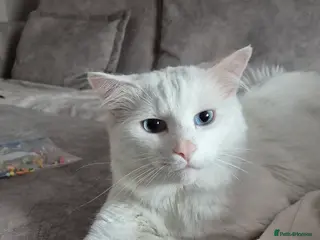 Turkish Angora cats Lovely cat looking for new home - Advert 5