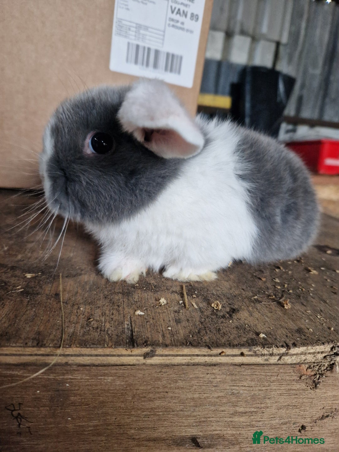 Mini Lop rabbits for sale: Baby mini lops  - Advert 7