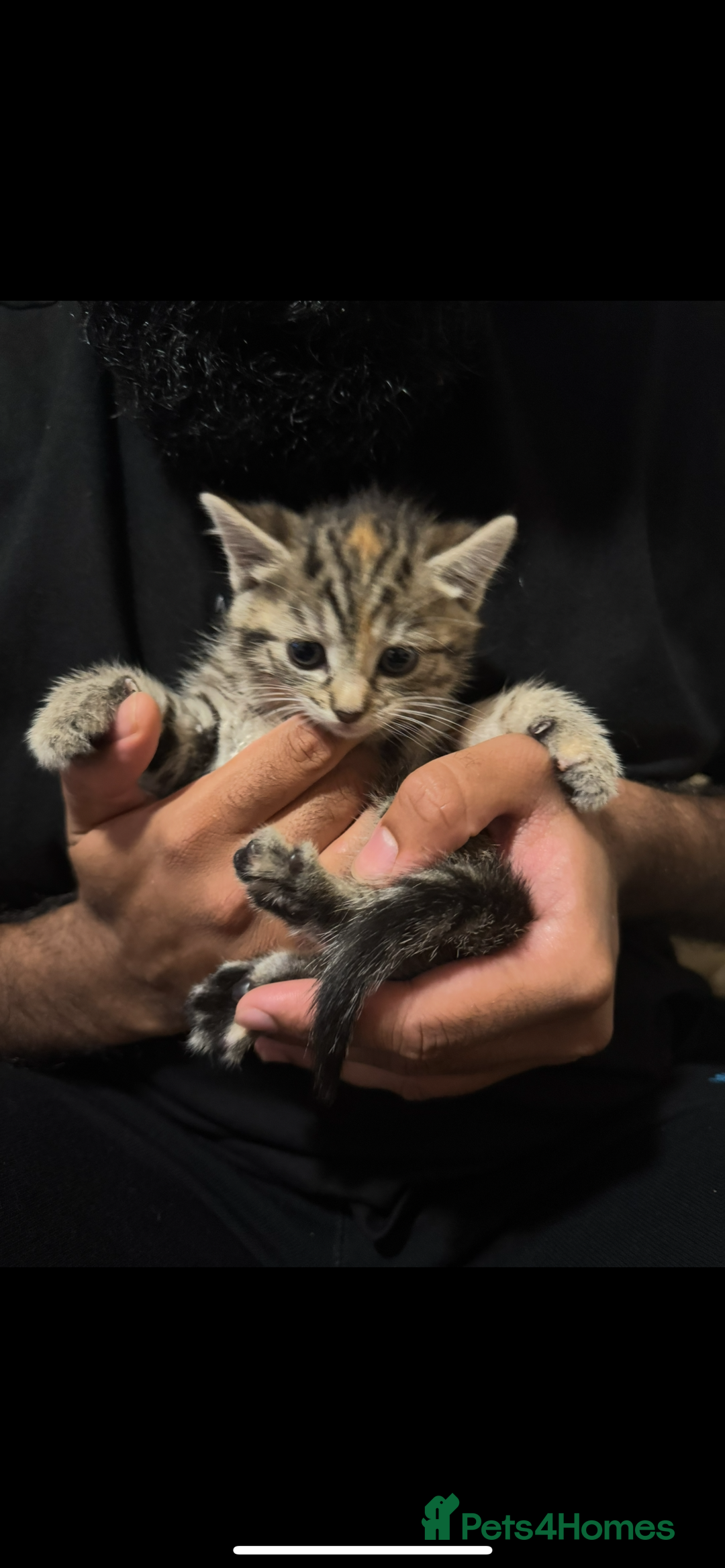 Mixed Breed cats for sale: Beautiful Striped Kittens - 4 Boys - Image 5