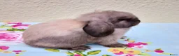 Mini Lop rabbits for sale: Pedigree Mini Lops - Advert 7
