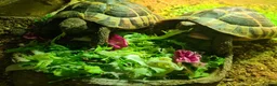 Tortoise reptiles for sale: 2 Hermanns Tortoises  in Leicester - Advert 4