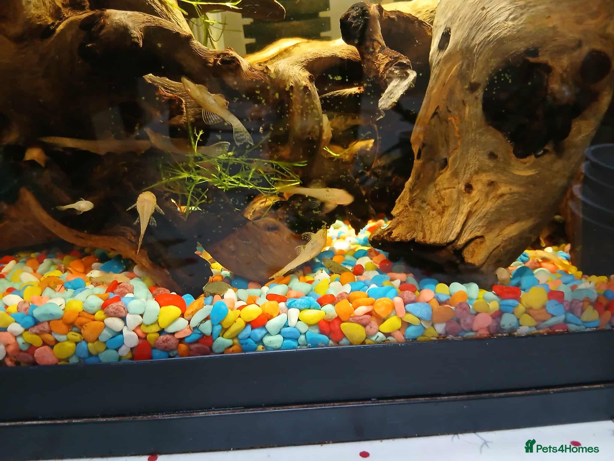 Plecos fish Albino bristlenose pleco - Advert 23