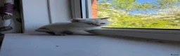 British Longhair cats for sale: Exquisite British Kittens – Golden & Colourpoint  - Advert 30