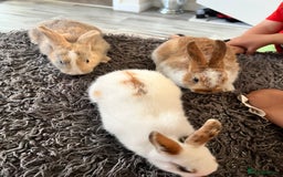 Dwarf Hotot rabbits for sale: Bunnies  in Newark - Image 5