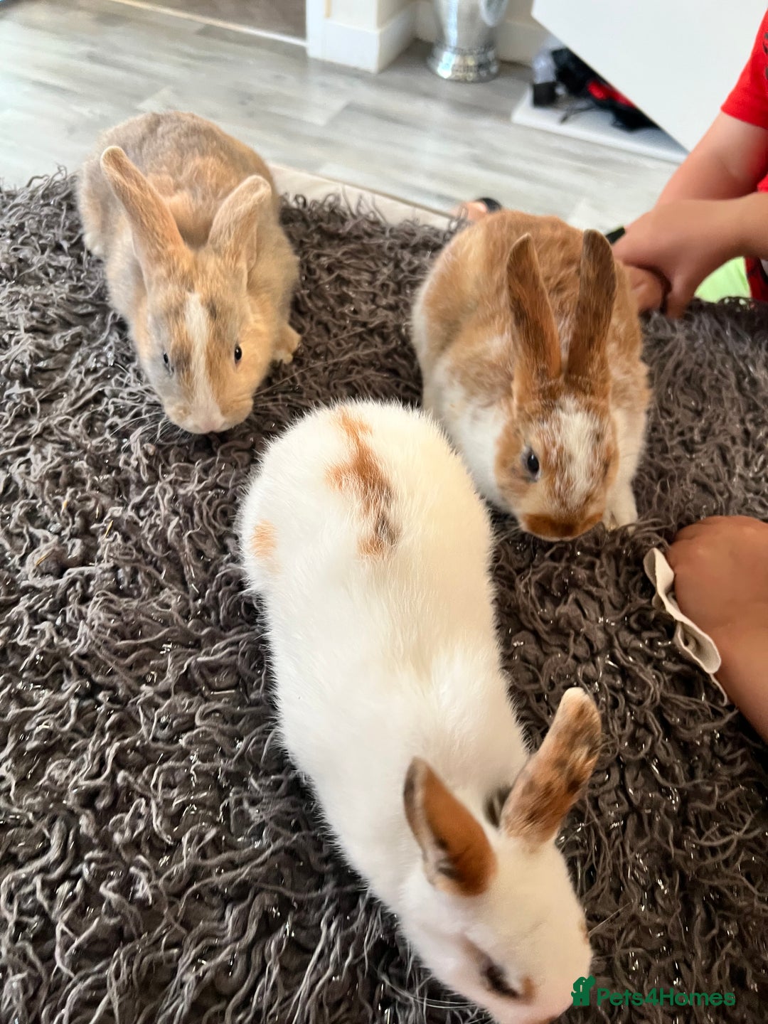 Dwarf Hotot rabbits for sale: Bunnies  in Newark - Image 5