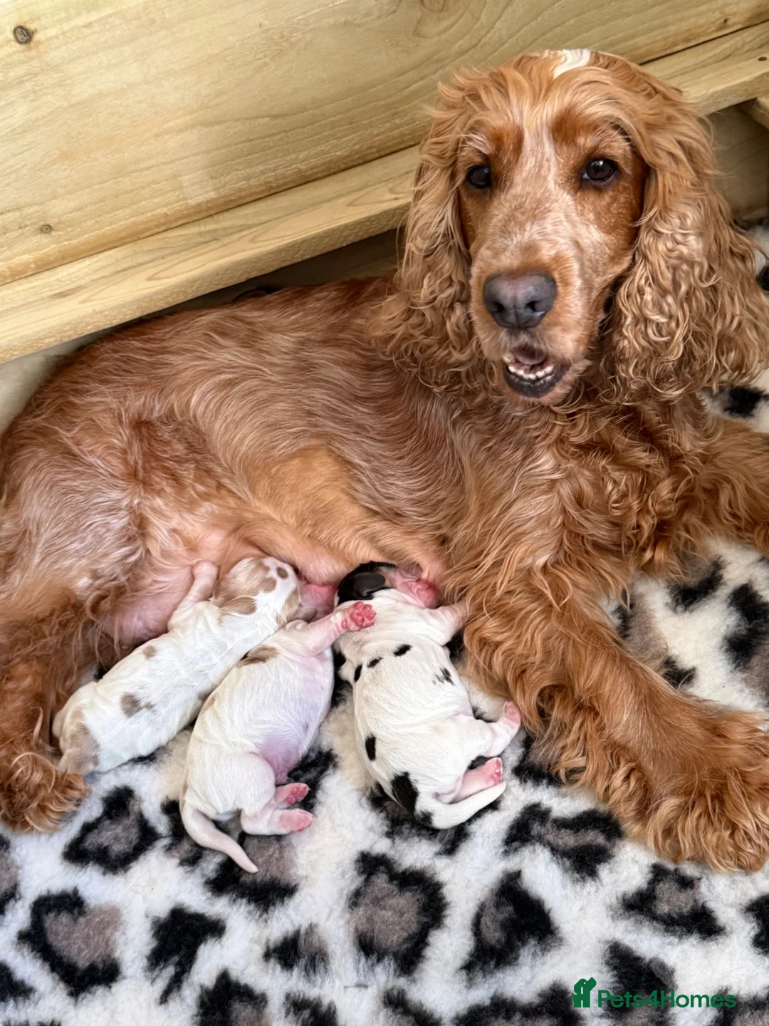 Cocker Spaniel dogs for sale: 🐶🐾KC show-type cocker spaniel puppies 🐶🐾 in Newport - Advert 1