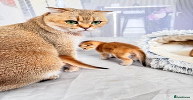 Scottish Fold cats - Advert 6
