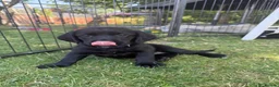 Cockerdor dogs for sale: 1 BEAUTIFUL COCKERDOR LEFT TO FIND FOREVER HOME - Advert 11