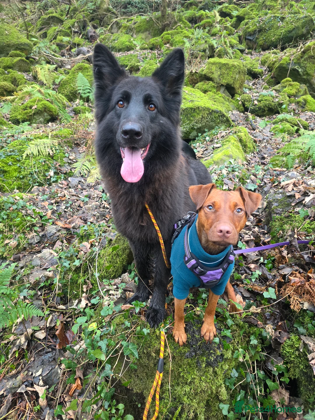 Mixed Breed dogs for sale: Shepador... German Shepherd x Labrador Puppies 🐶  - Advert 15