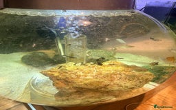 Mollies fish for sale: Baby Mollies - Image 4