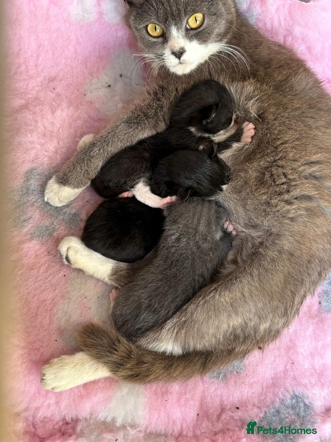 British Shorthair cats for sale: Gorgeous British Shorthair kittens! - Image 20