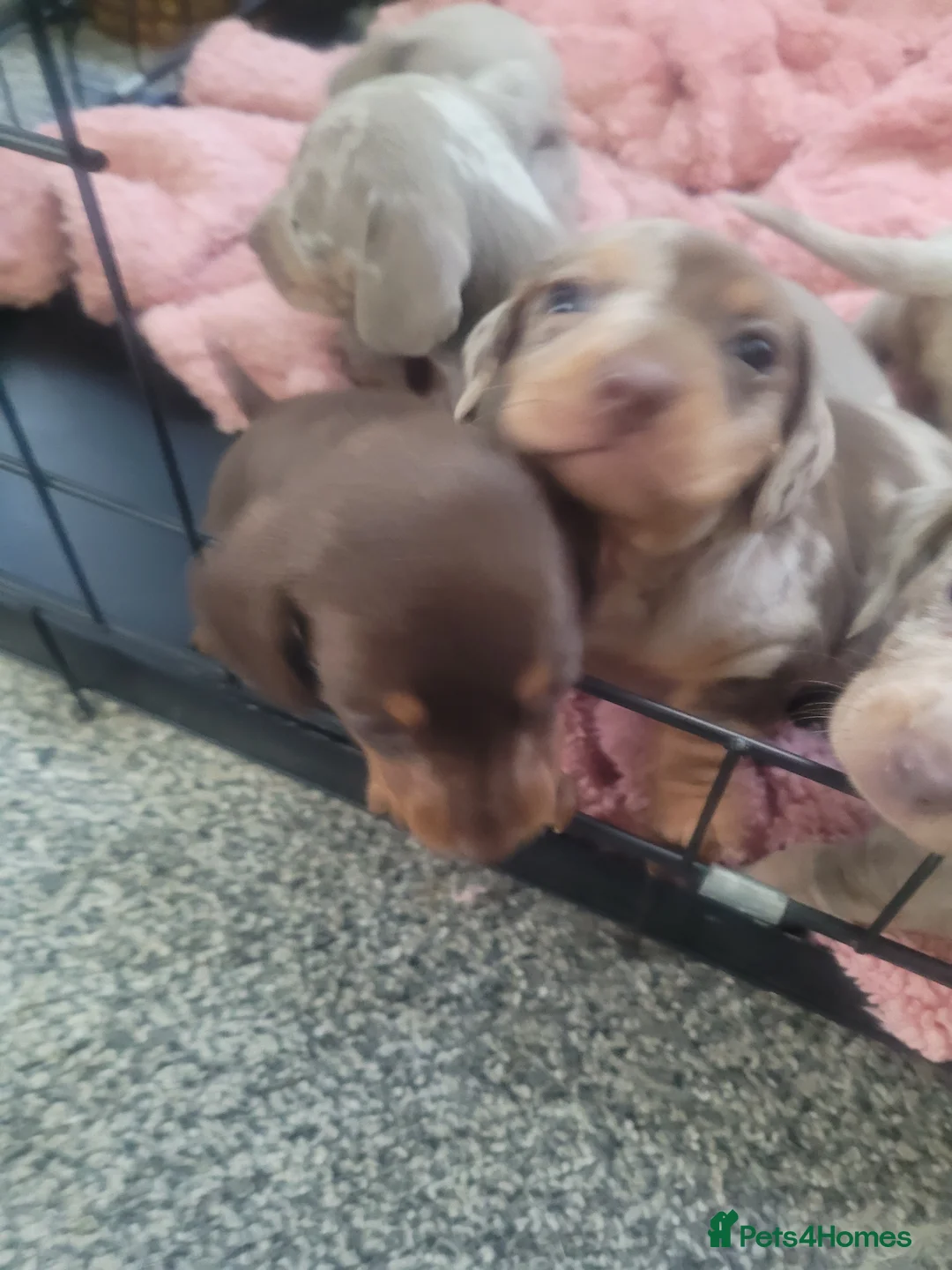 Dachshund dogs for sale: Pedigree Dachshund Puppies in Leigh-on-Sea - Advert 15