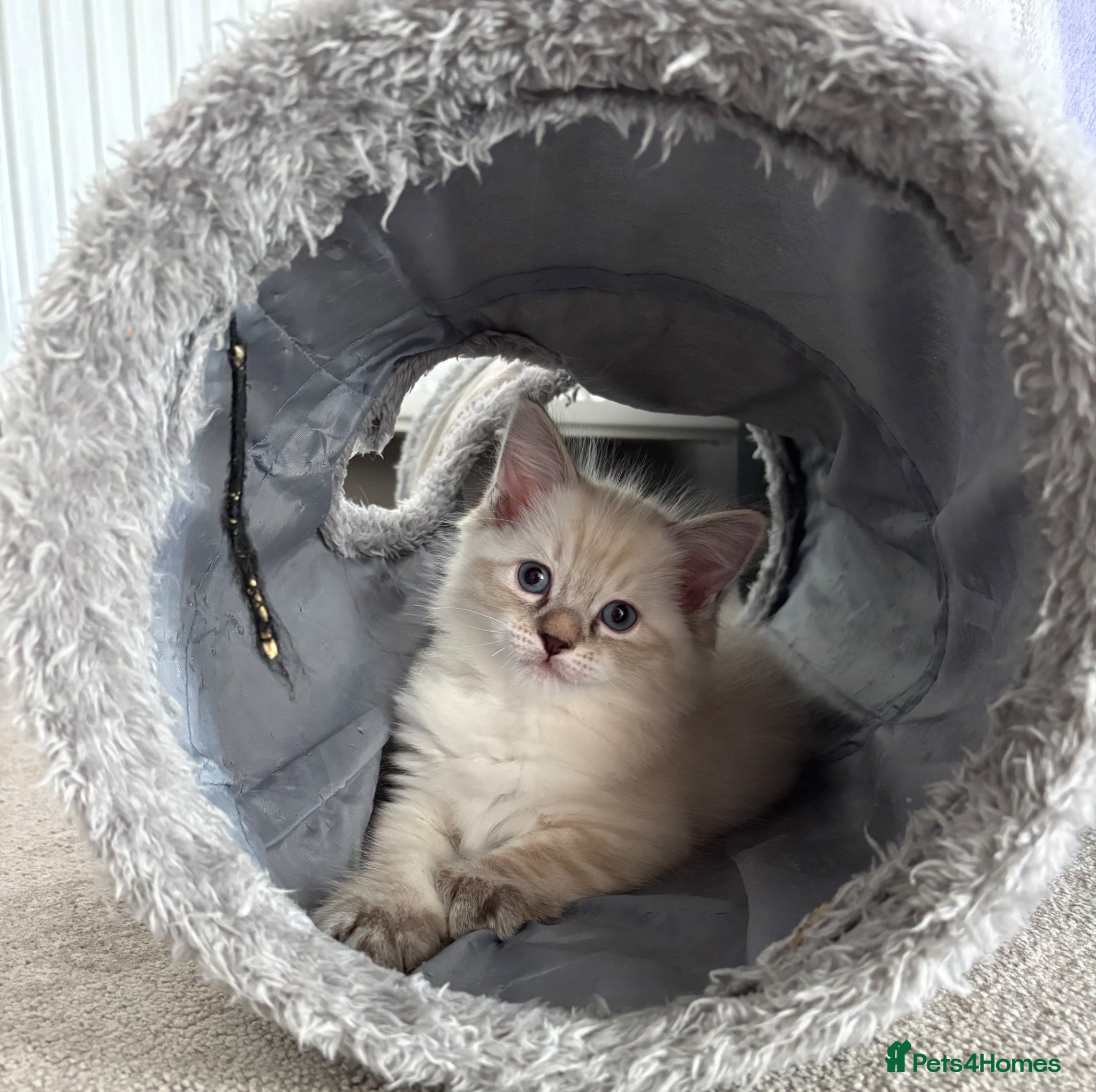 Ragdoll cats ‼️LAST LEFT Precious,Lynx and blue point Ragdoll💙 - Advert 2