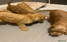 Labradoodle dogs for sale:  Australian Labradoodles Show Cocker Spaniel - Image 28