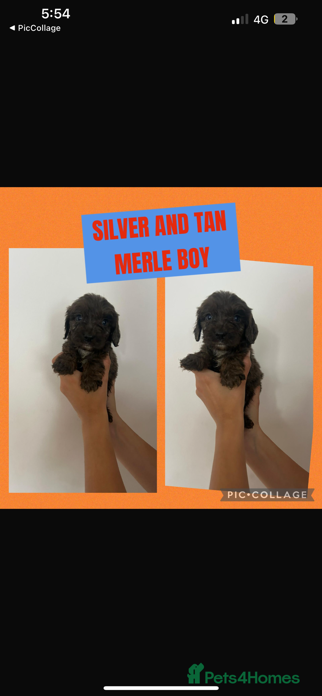 Cockapoo dogs for sale: F1 Merle Cockapoo’s - Image 5