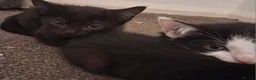 Mixed Breed cats for sale: 4 adorable playful kittens for sale - Advert 3