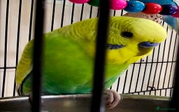 Budgerigars birds for sale: Budgies available for new homes - Image 4