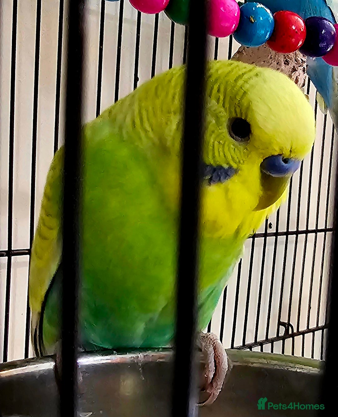 Budgerigars birds for sale: Budgies available for new homes - Image 4