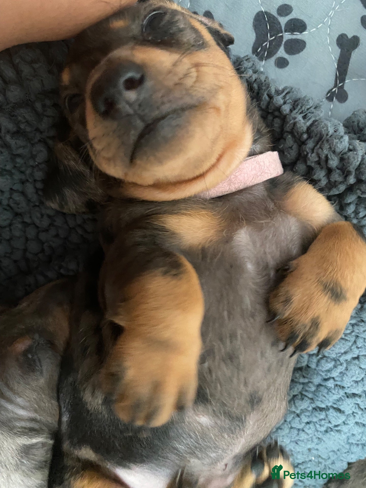 Dachshund dogs Tri silver dapple dachshunds ❤️ - Advert 17