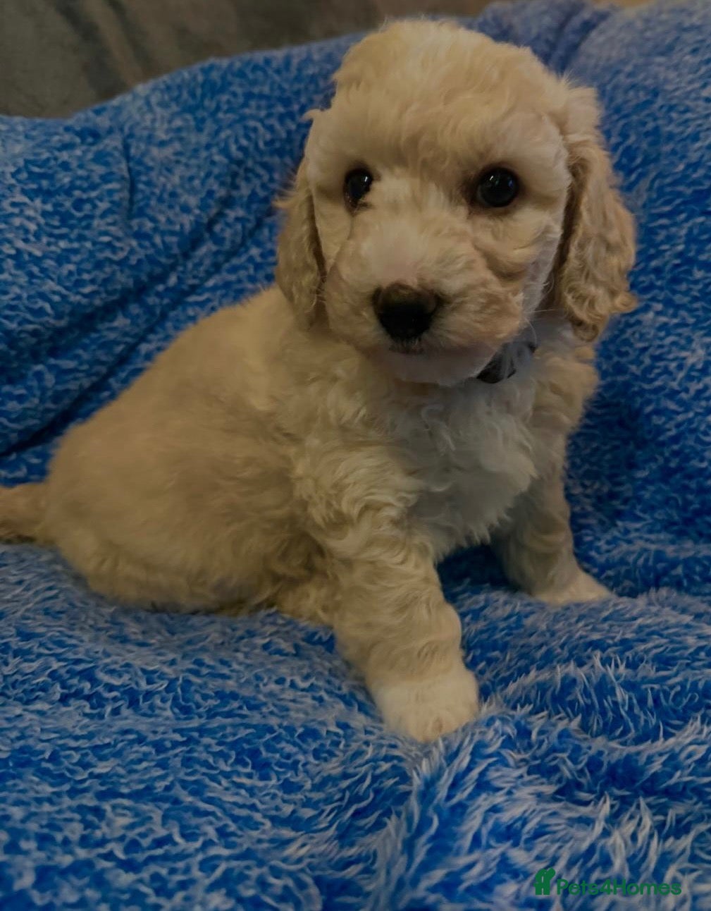 Poochon dogs for sale: Perfect poochon Perfection  - Advert 2
