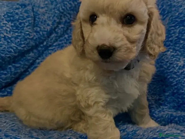 Poochon dogs for sale: Perfect poochon Perfection - Advert 2