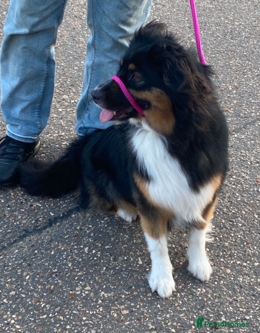 Australian Shepherd dogs for sale: Young Australian Shepherd female dog for sale - Image 7