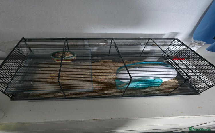 Hamster rodents - Advert 12