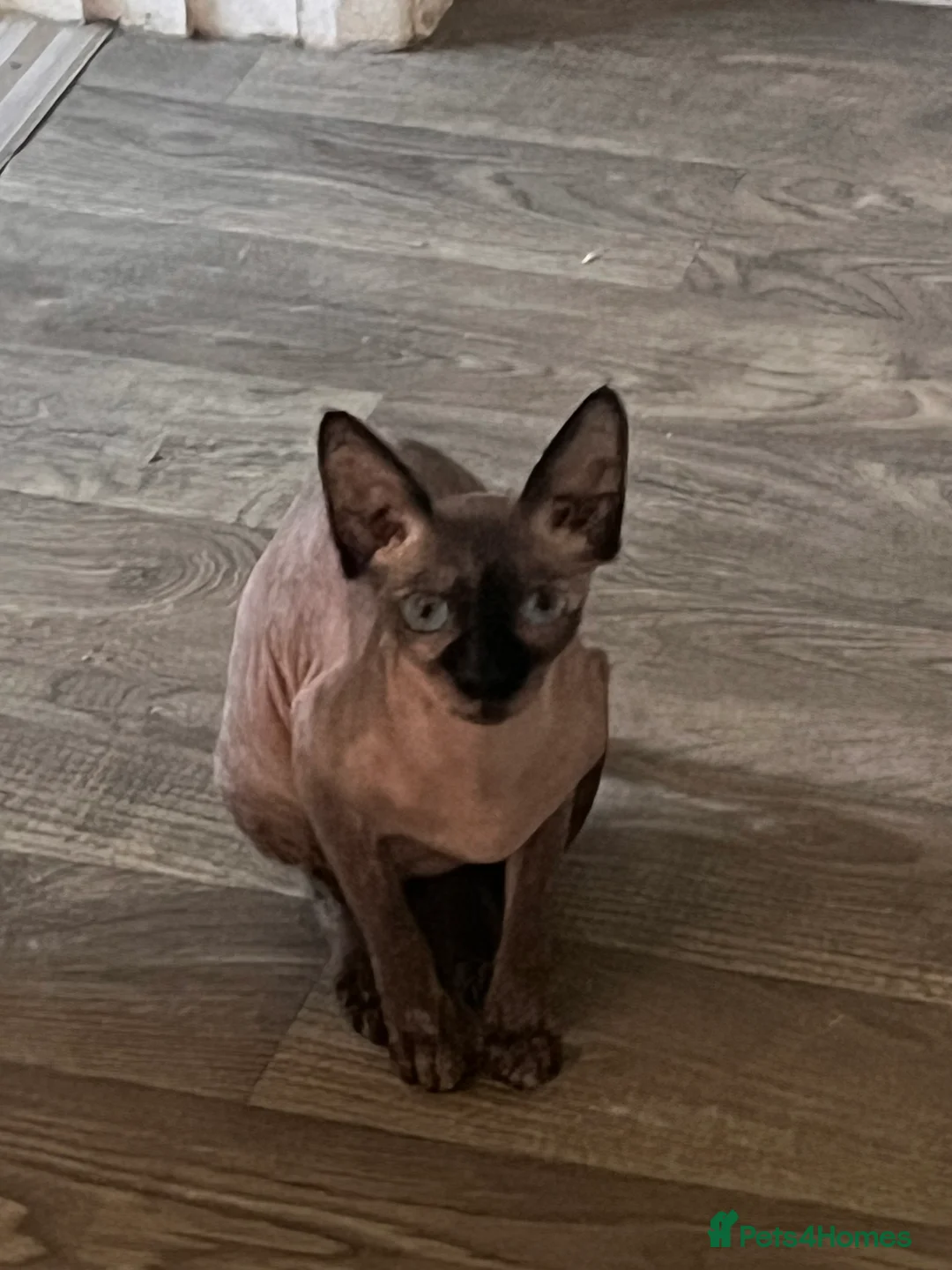 Sphynx cats for sale: Sphynx for sale   - Advert 2