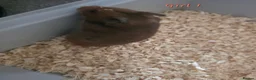 Hamster rodents for sale: Gorgeous Syrian hamsters  - Advert 3