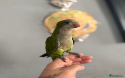 Parrots birds for sale: Hand reared baby Quaker parrots 3left ‼️ - Image 5