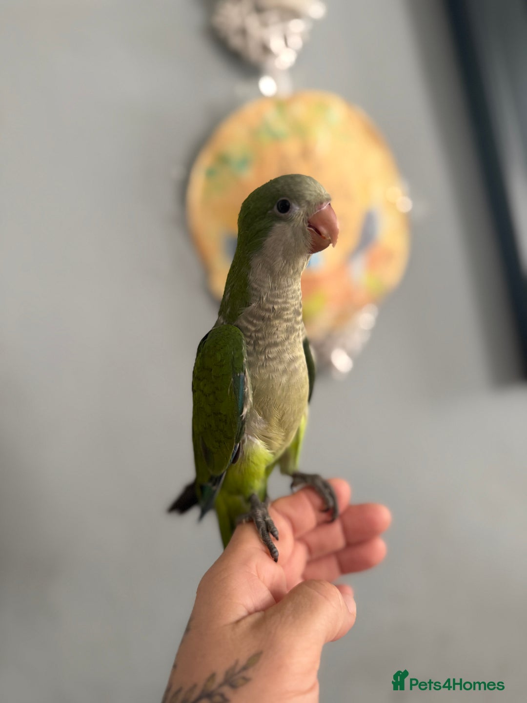 Parrots birds for sale: Hand reared baby Quaker parrots 3left ‼️ - Image 5