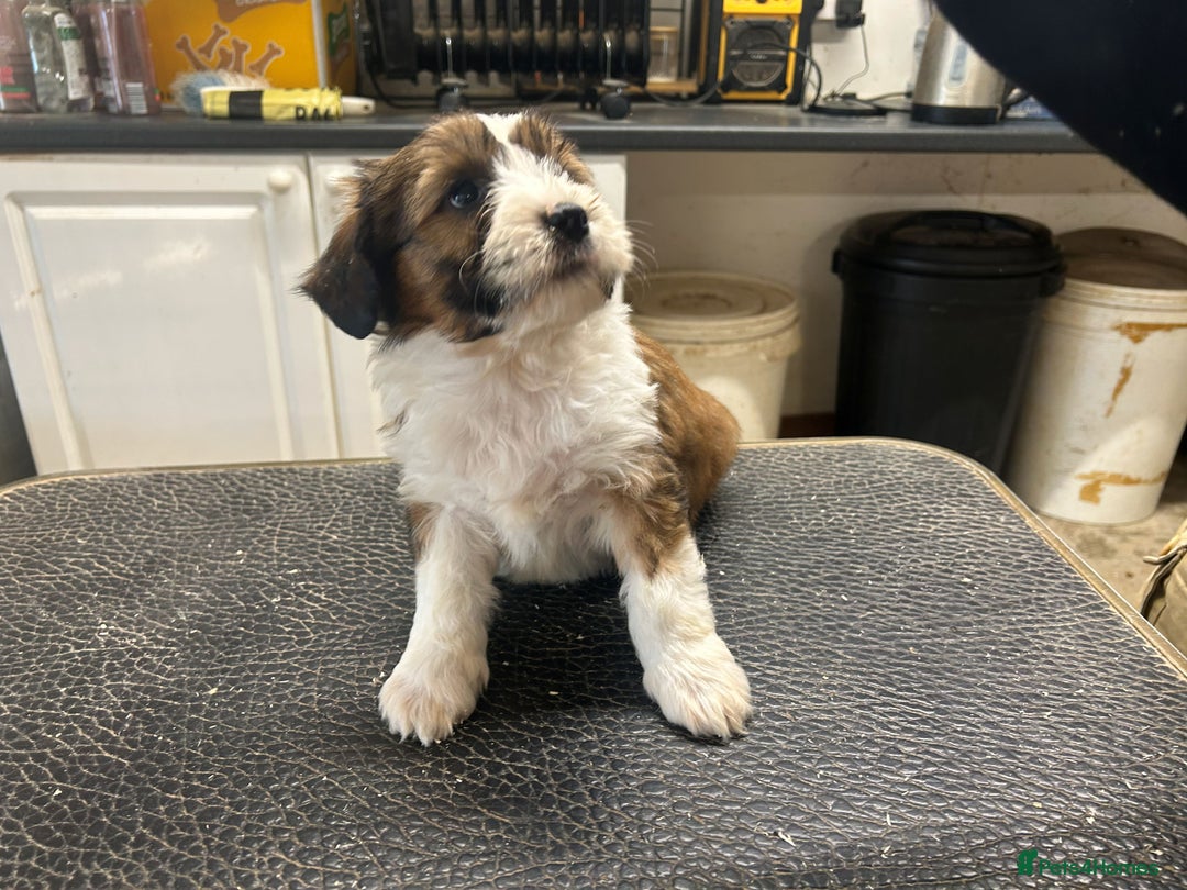 Tibetan Terrier dogs for sale: Araki Tibetan Terriers Puppies for Sale - Advert 2