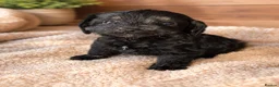 Cockapoo dogs for sale: Mixed litter Cockapoo Puppys ⭐️  - Advert 5