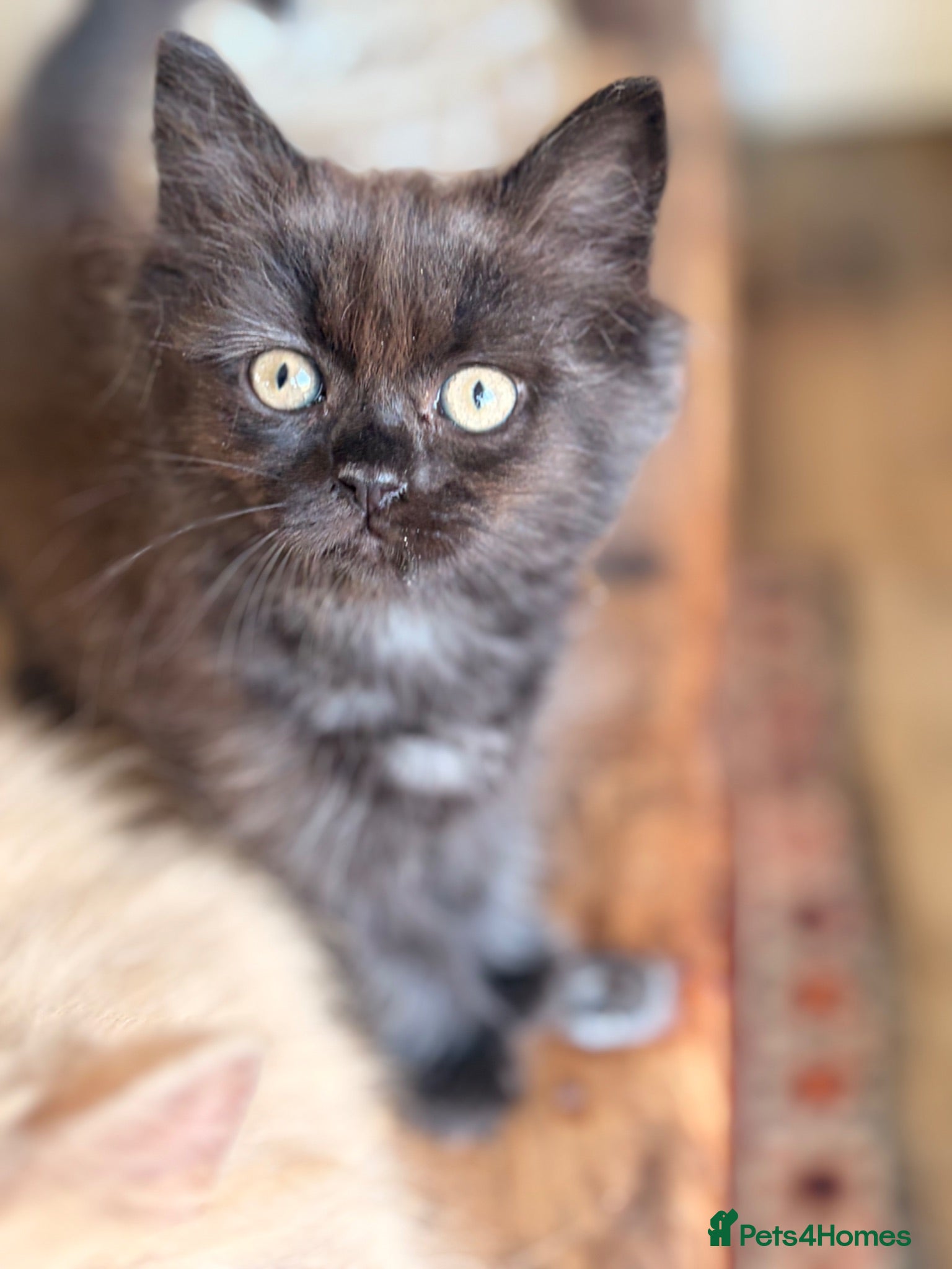 British Longhair cats Gorgeous British Long Hair X Ragdoll kittens  - Advert 1