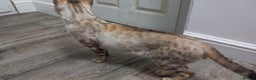 Bengal cats for stud: Seal lynx Snow bengal stud in Hockley - Advert 5