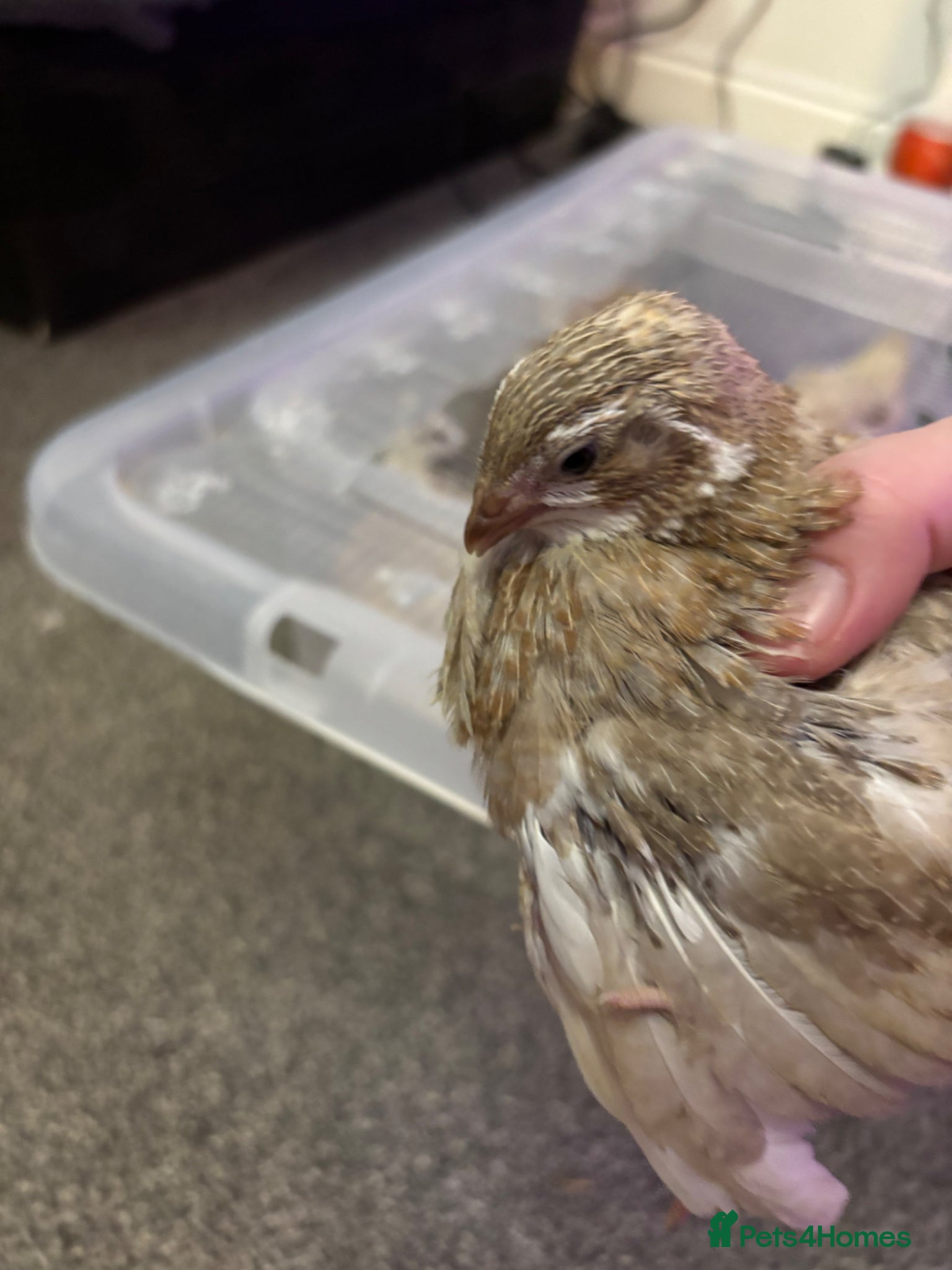 Quail poultry 4x celadon coturnix quail males - Advert 1