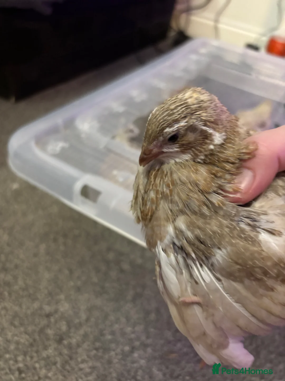 Quail poultry for sale: 4x celadon coturnix quail males in Cumnock - Advert 1