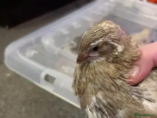 Quail poultry 4x celadon coturnix quail males - Advert 16