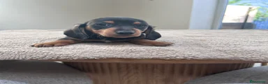 Miniature Dachshund Puppy 1