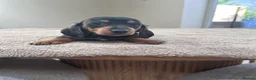 Miniature Dachshund dogs for sale: *** 3 beautiful mini dachshunds ** - Advert 11
