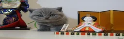 British Shorthair cats for sale: ✨ CIAOKITTY — BLUE BRITISH SHORTHAIR KITTENS ✨ in Widnes - Advert 7