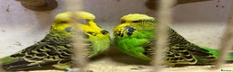Budgerigars birds for sale: Budgies for sale, all in good health - Advert 4