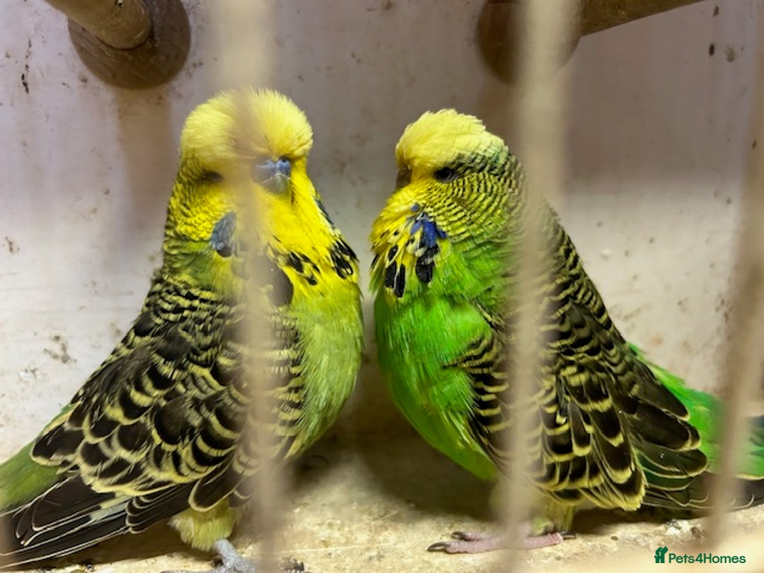 Budgerigars birds for sale: Budgies for sale, all in good health - Advert 4