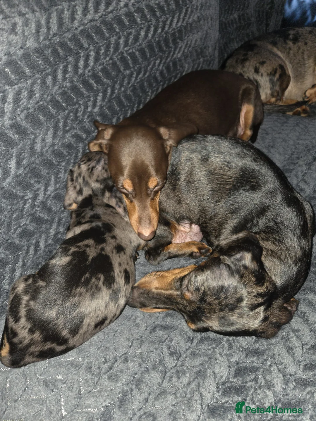 Miniature Dachshund dogs for sale: Our beautiful babies  - Advert 6