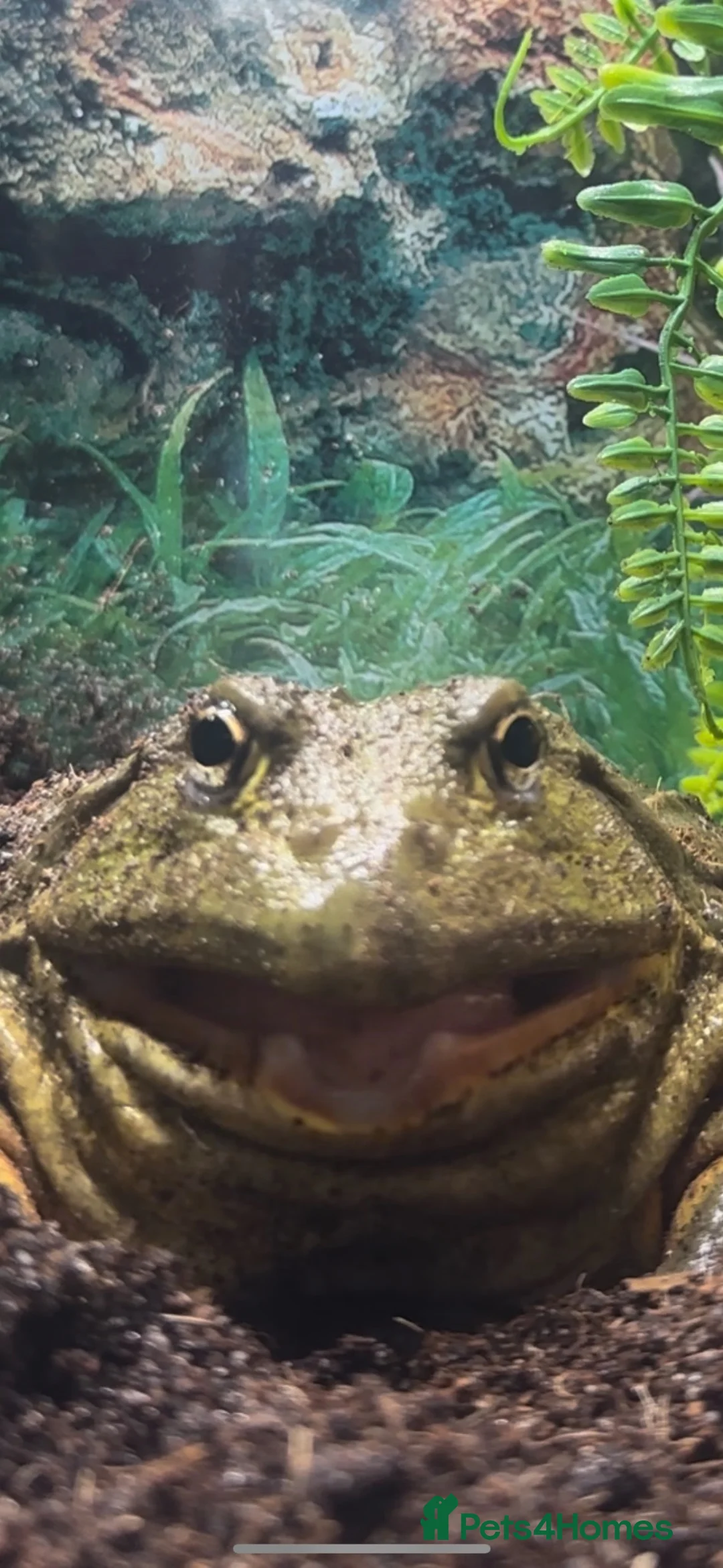 Frog reptiles for sale: African bullfrog  - Advert 2