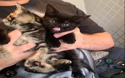 Mixed Breed cats for sale: Boy kitten looking for he’s for ever home  - Image 16