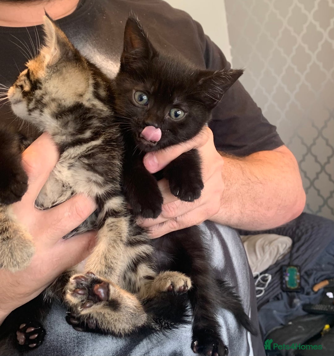 Mixed Breed cats for sale: Boy kitten looking for he’s for ever home  - Image 16