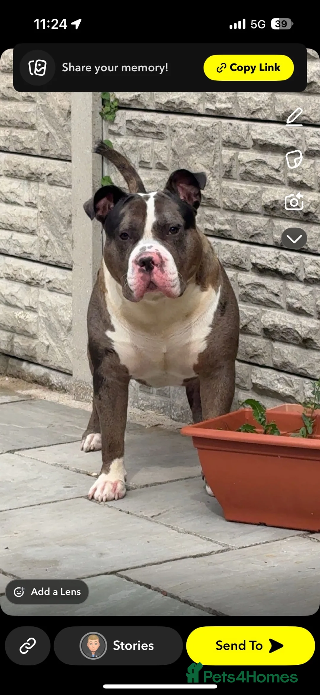 American Bulldog dogs for sale: 3/4 year old American bulldog male for sale  - Advert 3