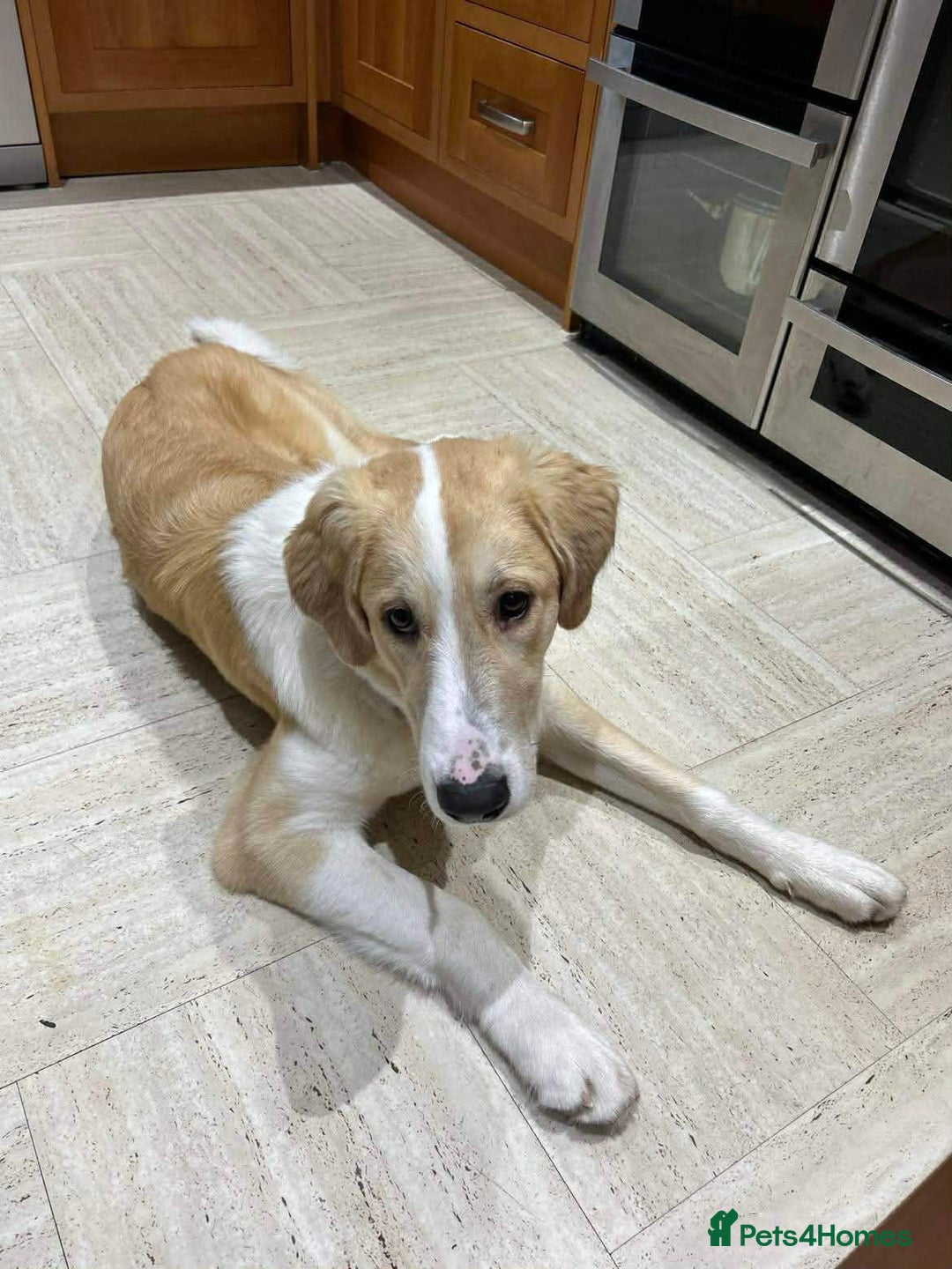 Mixed Breed dogs for sale: 💚 Lovely Lisa 💚 - Advert 2