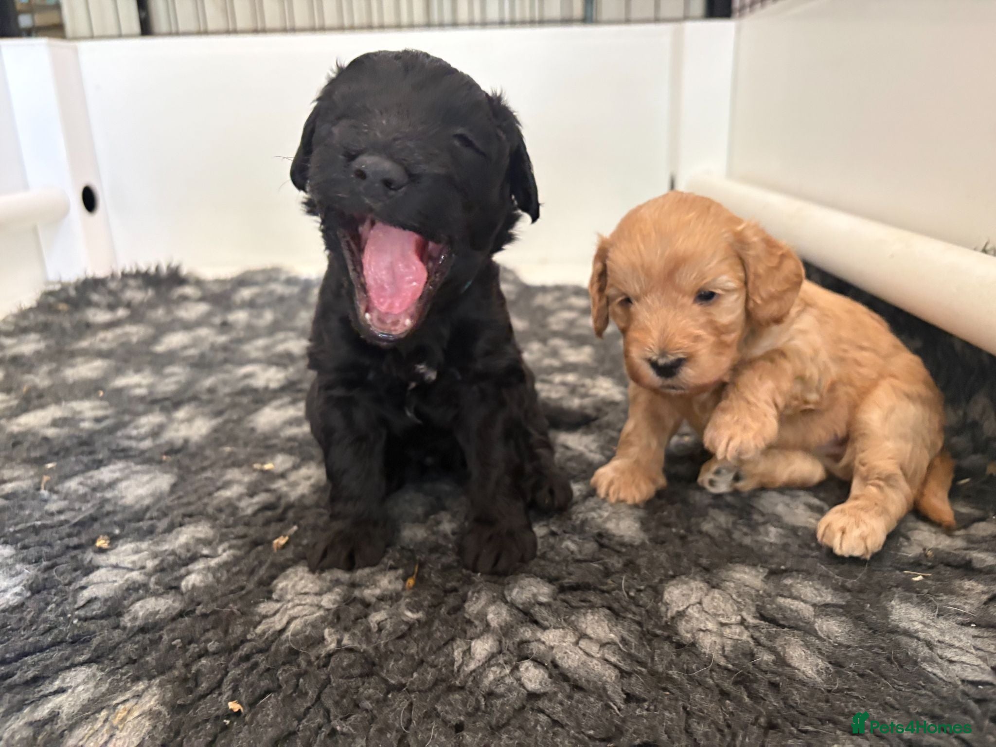 Mixed Breed dogs Delightful Schnockerpoo Puppies  - Advert 1